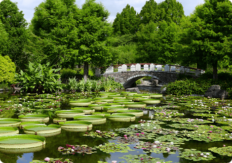 烏丸半島(琵琶湖博物館・水生植物公園みずの森)