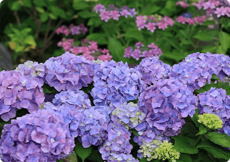 もりやま芦刈園(アジサイ園)